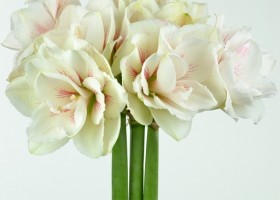 hippeastrum Aquaro ® (1)